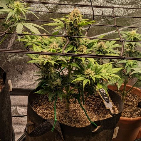 Creme de la Chem Auto 2 growlog timeline photo
