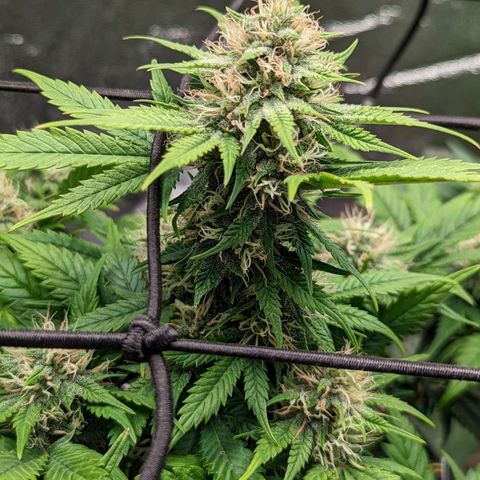 Creme de la Chem Auto 2 growlog timeline photo