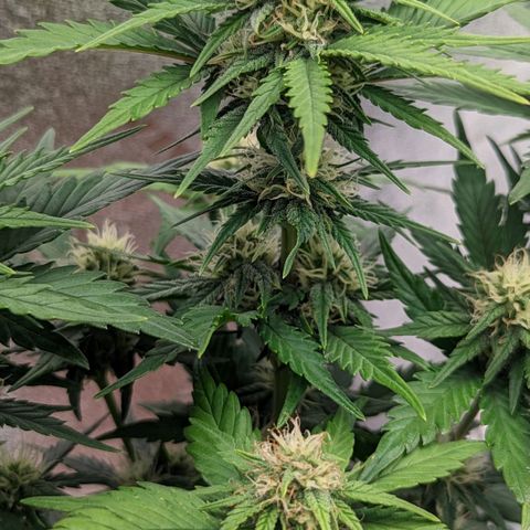 Green Crack Auto  growlog timeline photo
