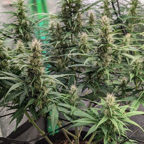 LSD Auto growlog timeline photo