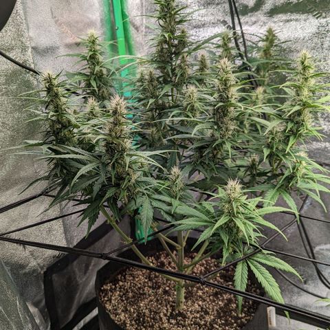 LSD Auto growlog timeline photo