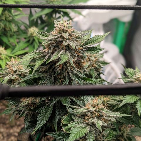Creme de la Chem Auto growlog timeline photo