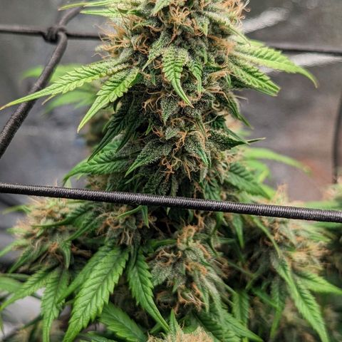Creme de la Chem Auto 2 growlog timeline photo