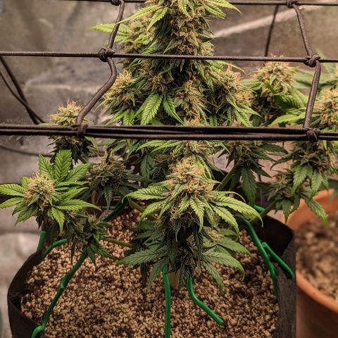 Creme de la Chem Auto 2 growlog timeline photo