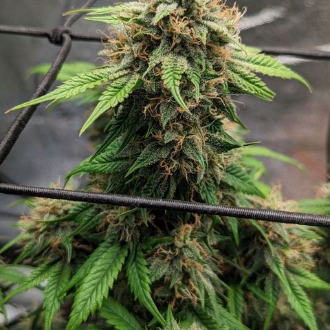 Creme de la Chem Auto 2 growlog timeline photo