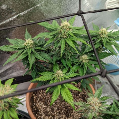 Green Crack Auto  growlog timeline photo