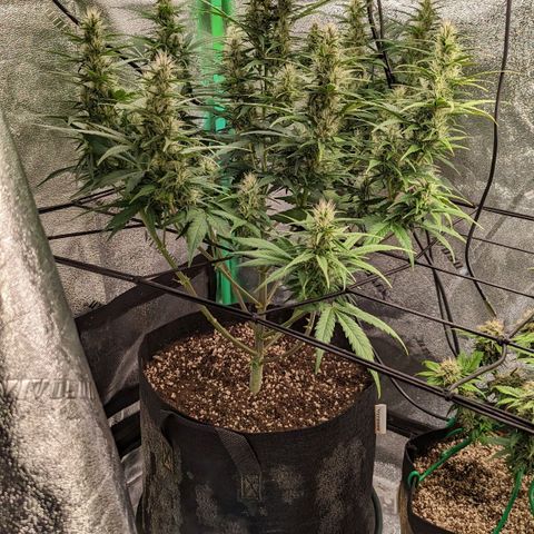 LSD Auto growlog timeline photo