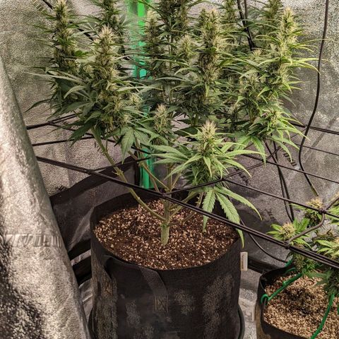 LSD Auto growlog timeline photo