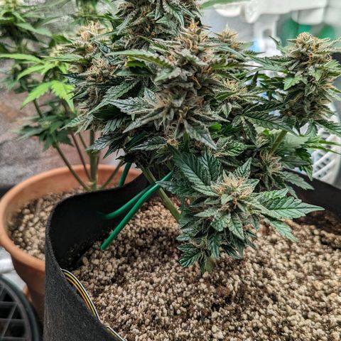 Creme de la Chem Auto growlog timeline photo