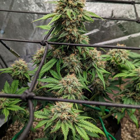 Creme de la Chem Auto 2 growlog timeline photo