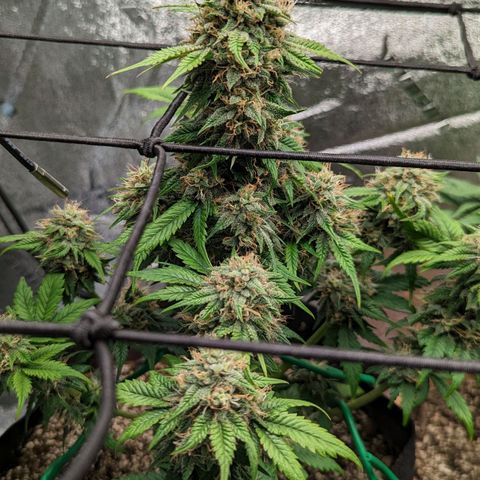 Creme de la Chem Auto 2 growlog timeline photo