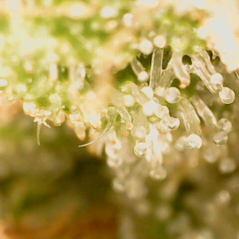 Creme de la Chem Auto 2 growlog timeline photo