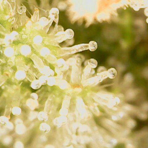 Creme de la Chem Auto 2 growlog timeline photo