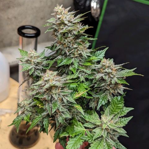 Creme de la Chem Auto growlog timeline photo