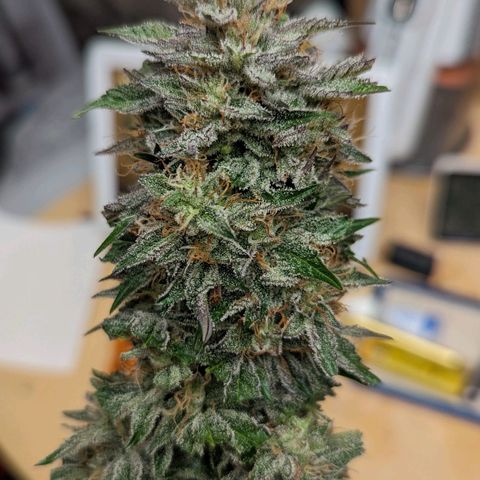 Creme de la Chem Auto growlog timeline photo