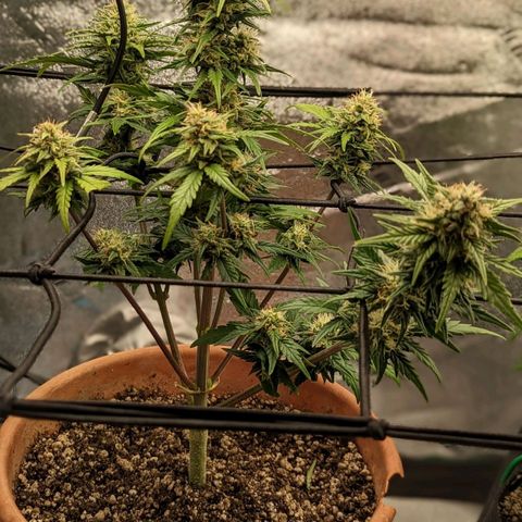 Green Crack Auto  growlog timeline photo