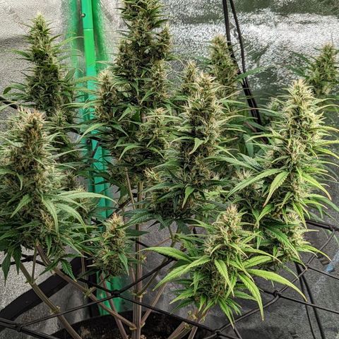 LSD Auto growlog timeline photo