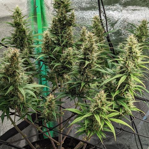 LSD Auto growlog timeline photo