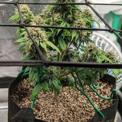 Creme de la Chem Auto 2 growlog timeline photo