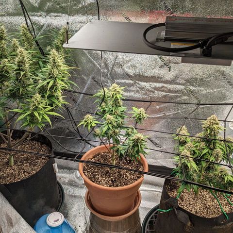 Creme de la Chem Auto 2 growlog timeline photo