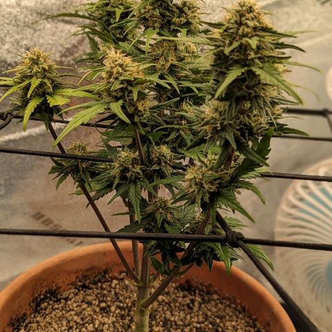 Green Crack Auto  growlog timeline photo