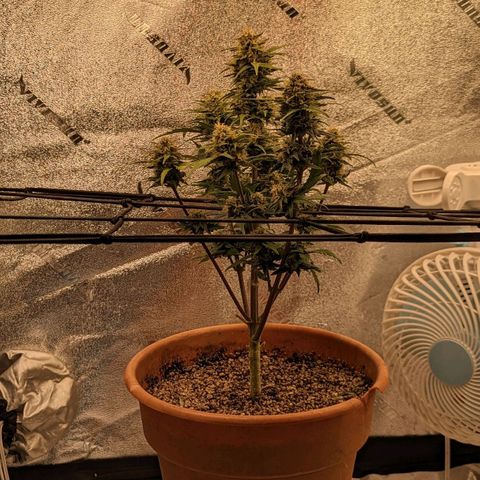 Green Crack Auto  growlog timeline photo