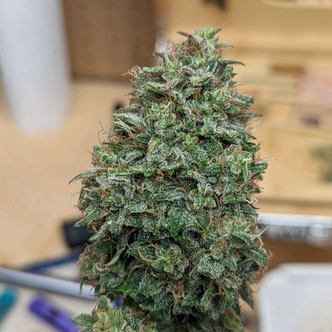 Creme de la Chem Auto 2 growlog timeline photo