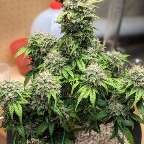 Creme de la Chem Auto 2 growlog timeline photo
