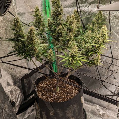 LSD Auto growlog timeline photo