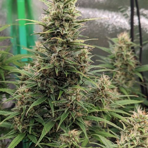 LSD Auto growlog timeline photo