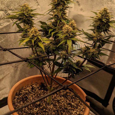 Green Crack Auto  growlog timeline photo