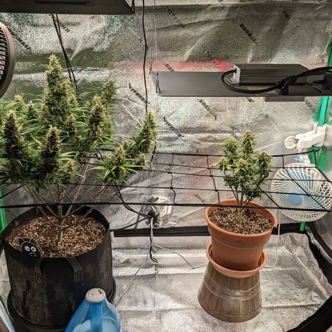 Green Crack Auto  growlog timeline photo