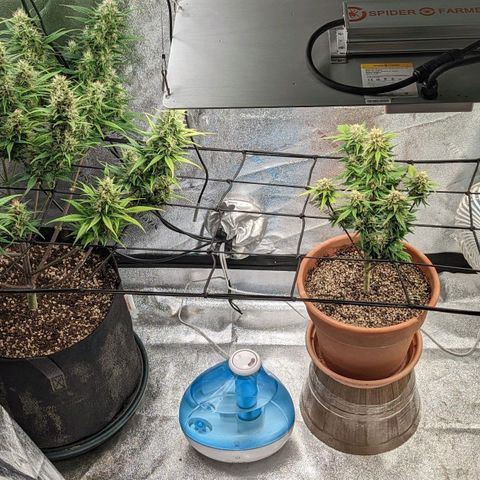 Green Crack Auto  growlog timeline photo