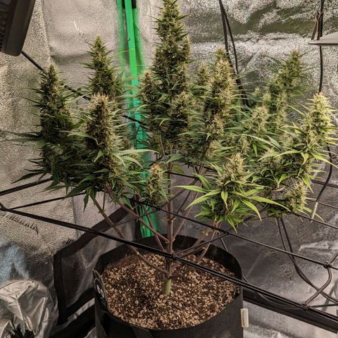 LSD Auto growlog timeline photo