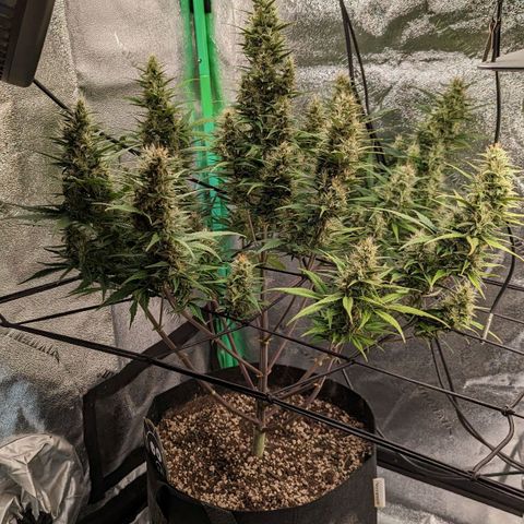 LSD Auto growlog timeline photo