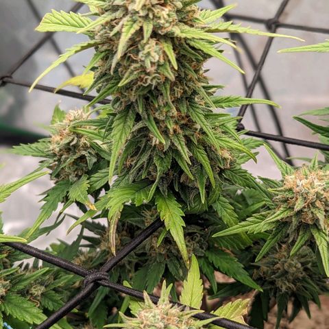 Green Crack Auto  growlog timeline photo
