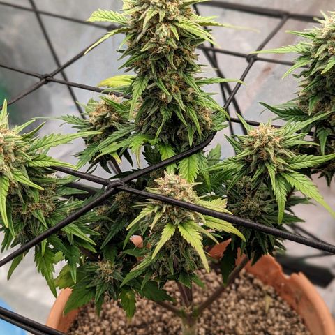 Green Crack Auto  growlog timeline photo
