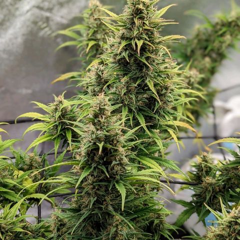 LSD Auto growlog timeline photo