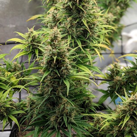 LSD Auto growlog timeline photo