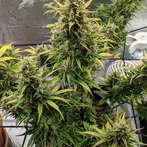 LSD Auto growlog timeline photo