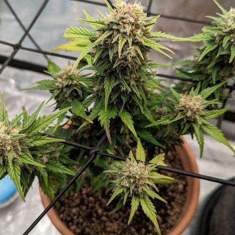 Green Crack Auto  growlog timeline photo