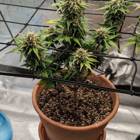 Green Crack Auto  growlog timeline photo