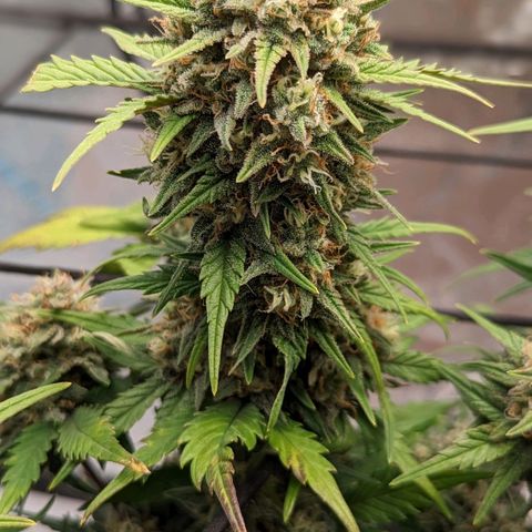Green Crack Auto  growlog timeline photo