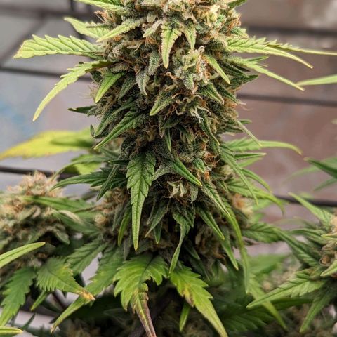 Green Crack Auto  growlog timeline photo