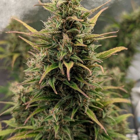 LSD Auto growlog timeline photo