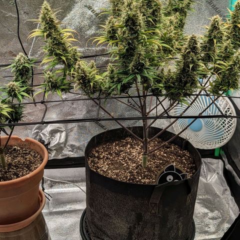 LSD Auto growlog timeline photo
