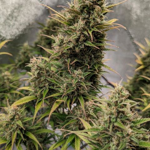 LSD Auto growlog timeline photo