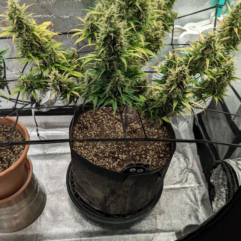 LSD Auto growlog timeline photo