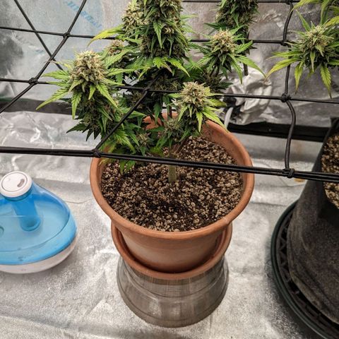 Green Crack Auto  growlog timeline photo