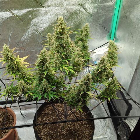 LSD Auto growlog timeline photo